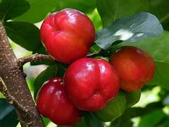 Barbados Cherry