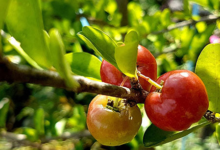 Barbados Cherry