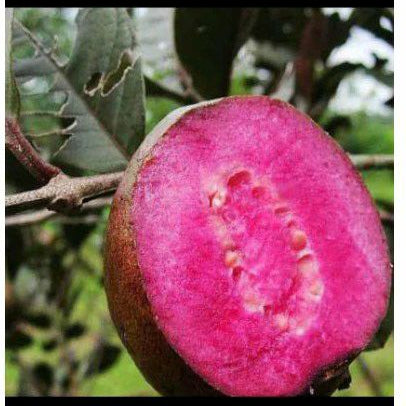 Purple Guava Plant