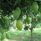 Vietnam Four Season Mango