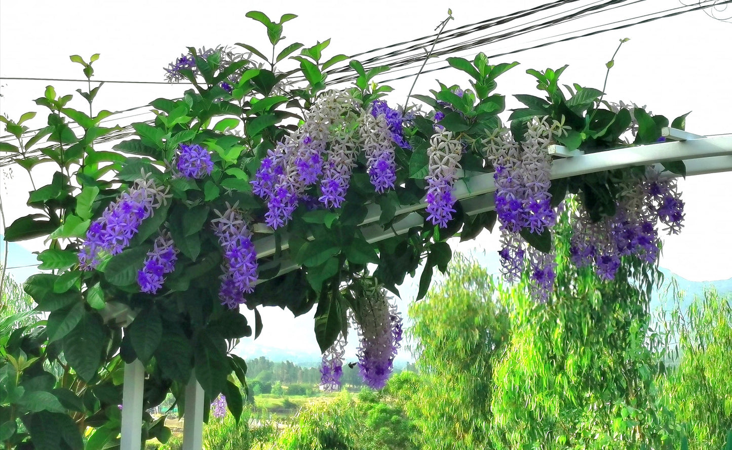 Queen's wreath, petrea, purple wreath, or sandpaper vine