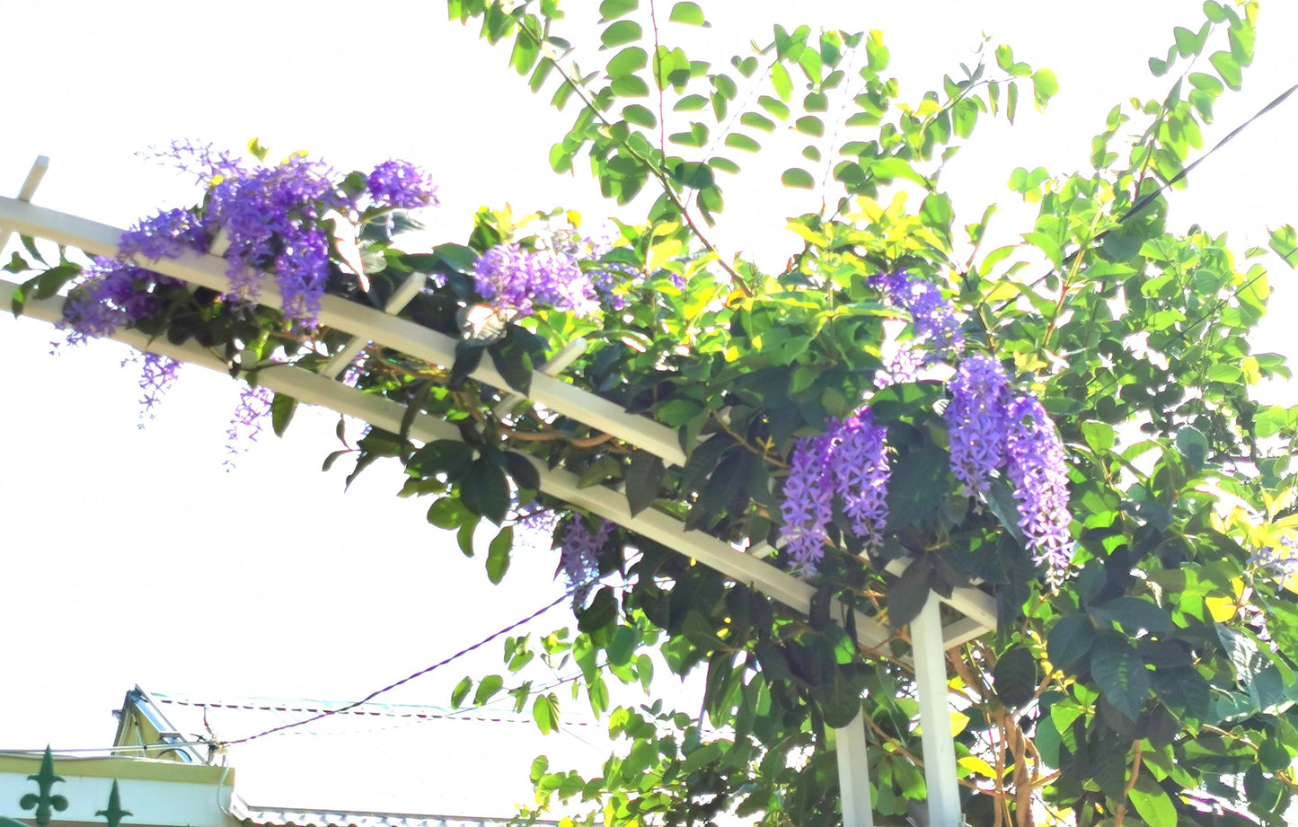 Queen's wreath, petrea, purple wreath, or sandpaper vine