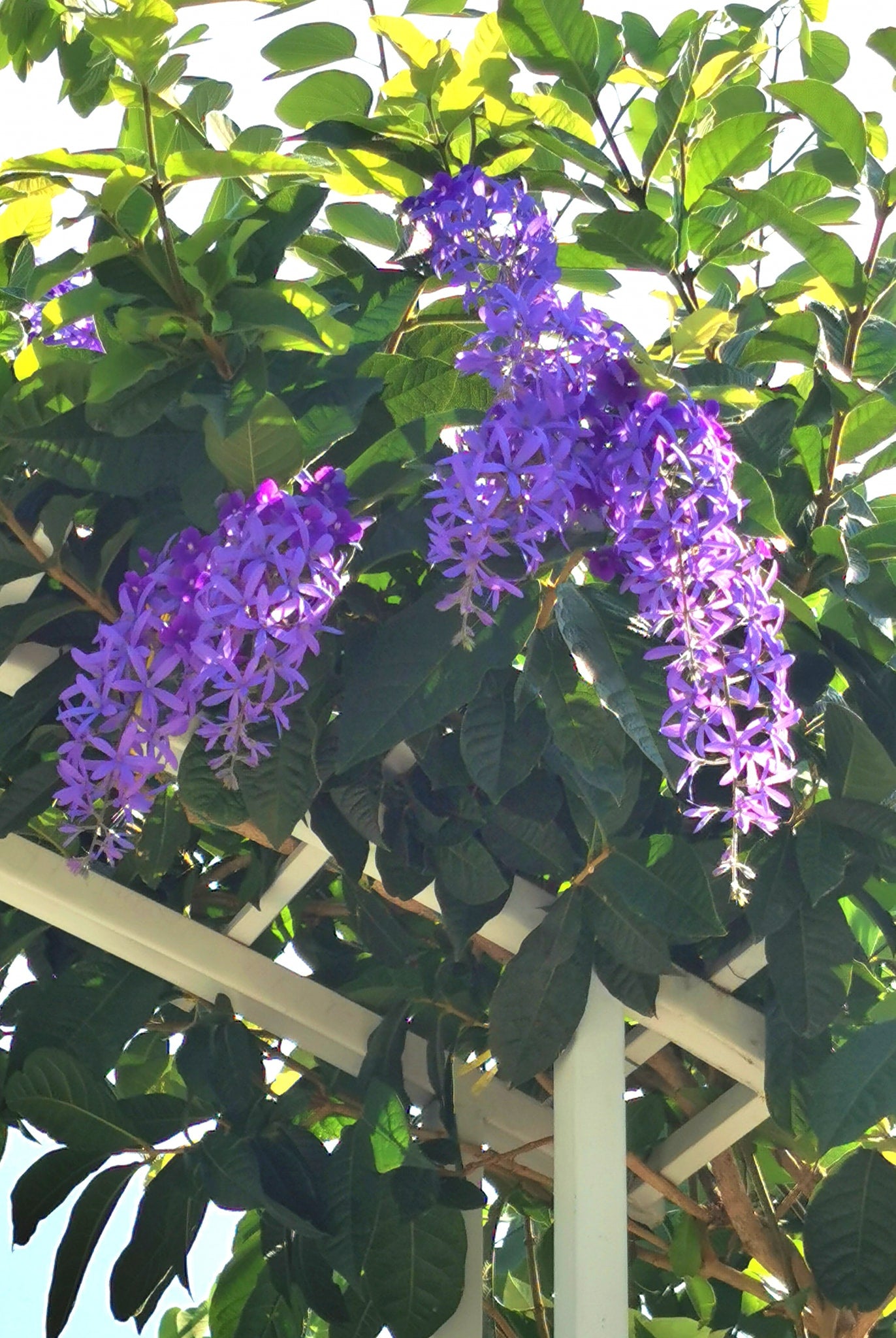 Queen's wreath, petrea, purple wreath, or sandpaper vine