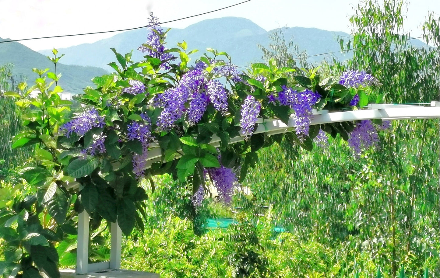 Queen's wreath, petrea, purple wreath, or sandpaper vine