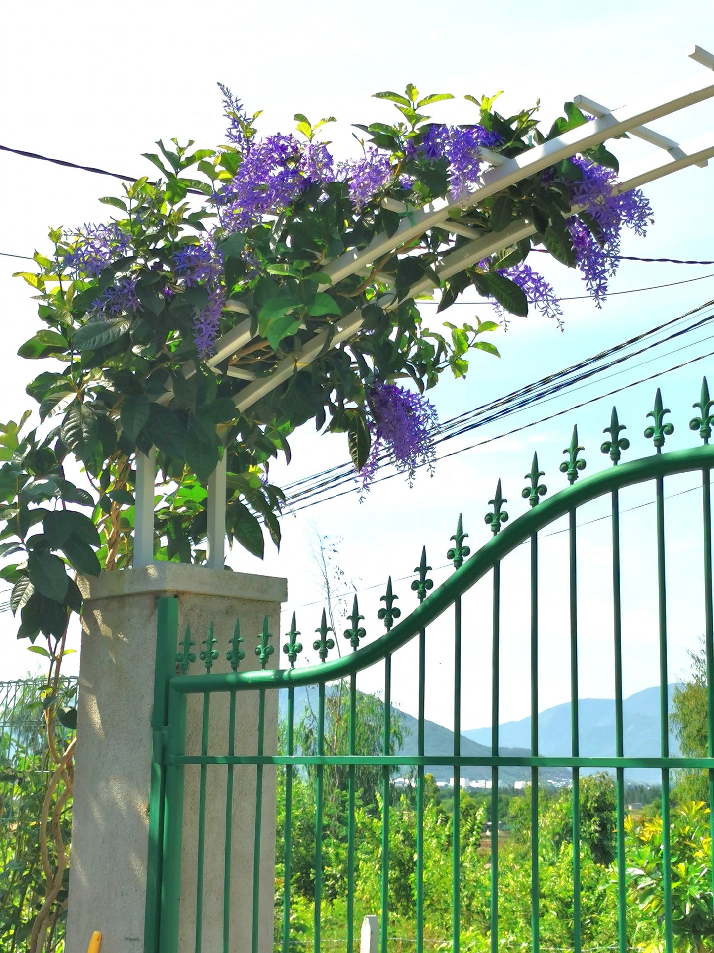 Queen's wreath, petrea, purple wreath, or sandpaper vine