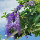 Queen's wreath, petrea, purple wreath, or sandpaper vine
