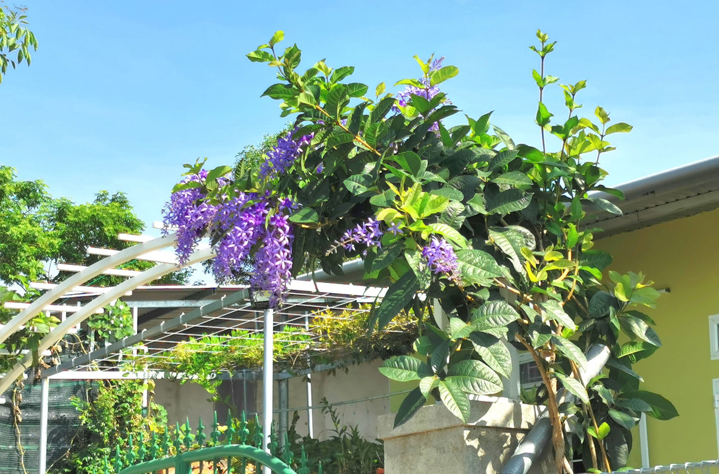 Queen's wreath, petrea, purple wreath, or sandpaper vine