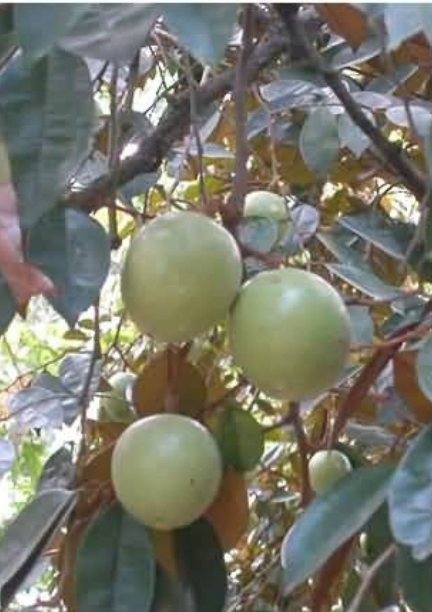 Loren Abiu (Green skin to slight pink when ripe)