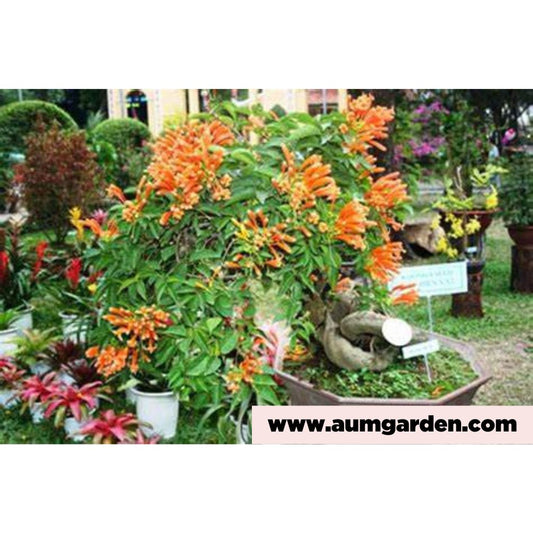 Orange Trumpet Vine