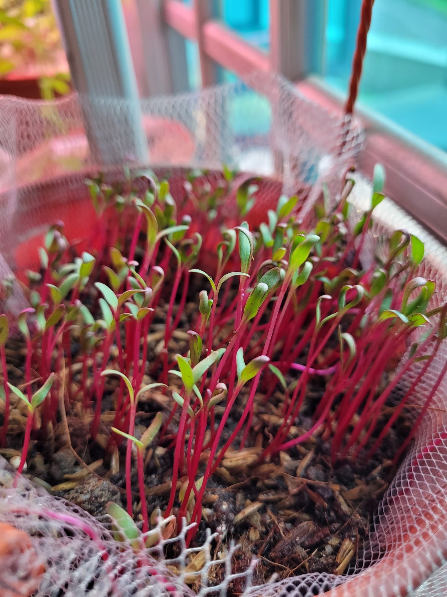 Microgreen Seeds