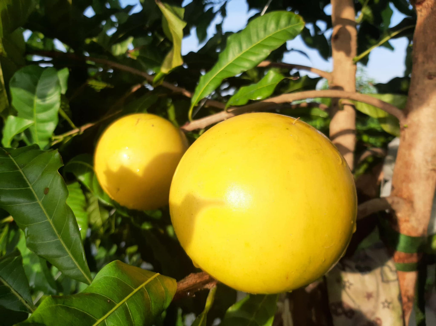 Golden Abiu Fruit Tree