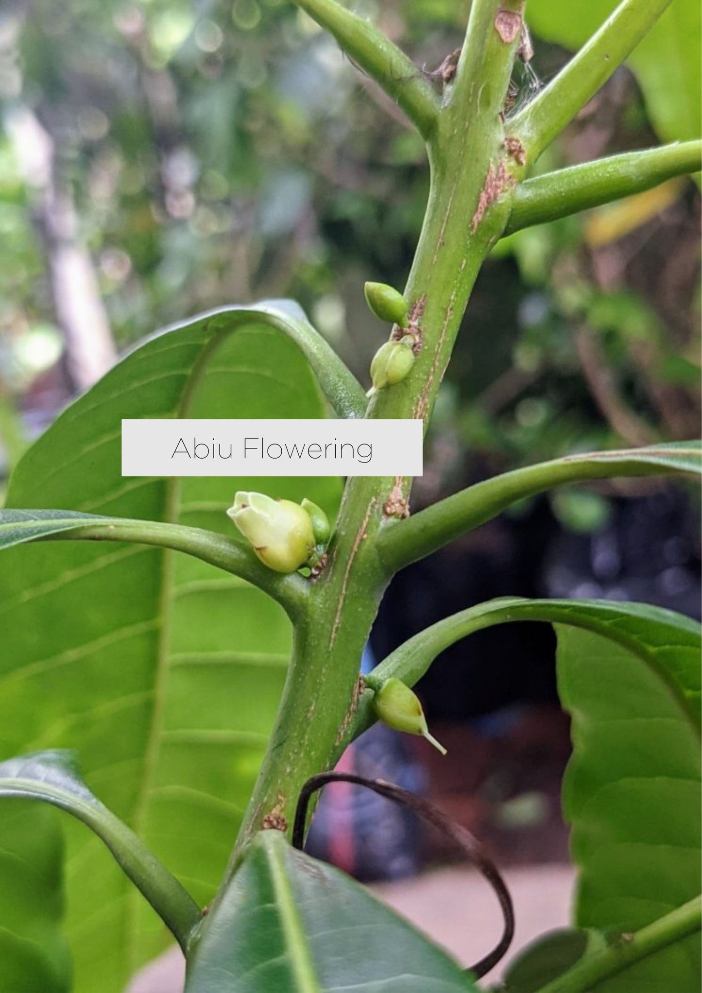 Golden Abiu Fruit Tree