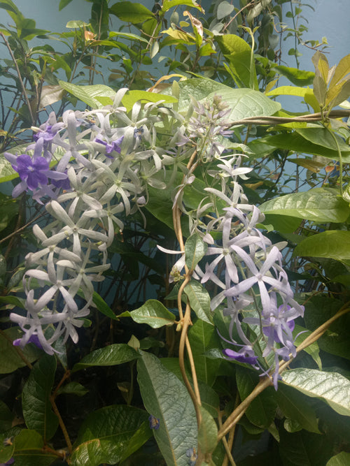 Queen's wreath, petrea, purple wreath, or sandpaper vine