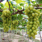 Vietnam Green/Black Seedless Grapes