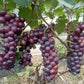Vietnam Green/Black Seedless Grapes