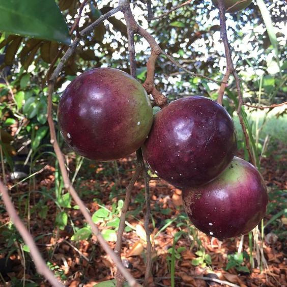 Mica Abiu (Purple Skin)