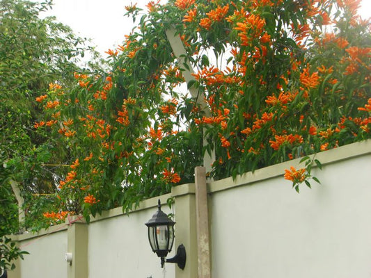 Orange Trumpet Vine