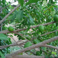 Golden Abiu Fruit Tree