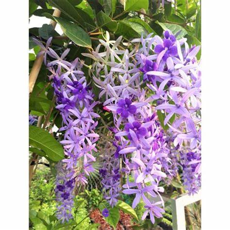 Queen's wreath, petrea, purple wreath, or sandpaper vine