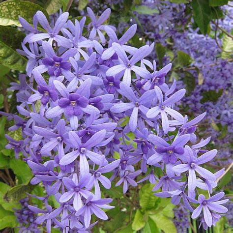 Queen's wreath, petrea, purple wreath, or sandpaper vine