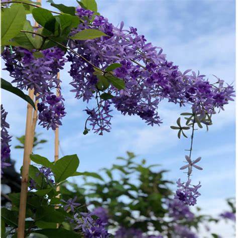 Queen's wreath, petrea, purple wreath, or sandpaper vine