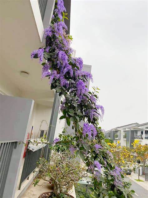 Queen's wreath, petrea, purple wreath, or sandpaper vine