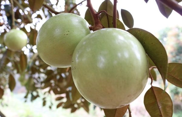 Loren Abiu (Green skin to slight pink when ripe)